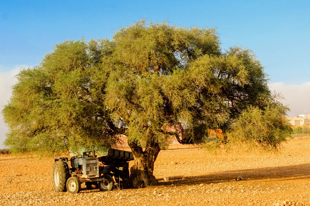 غابة أركان سوس
