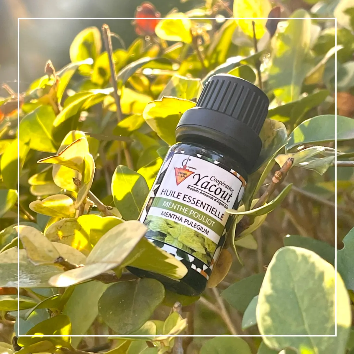 Pennyroyal Essential Oil