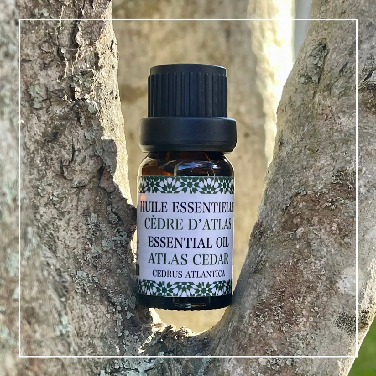 Atlas Cedar Essential Oil