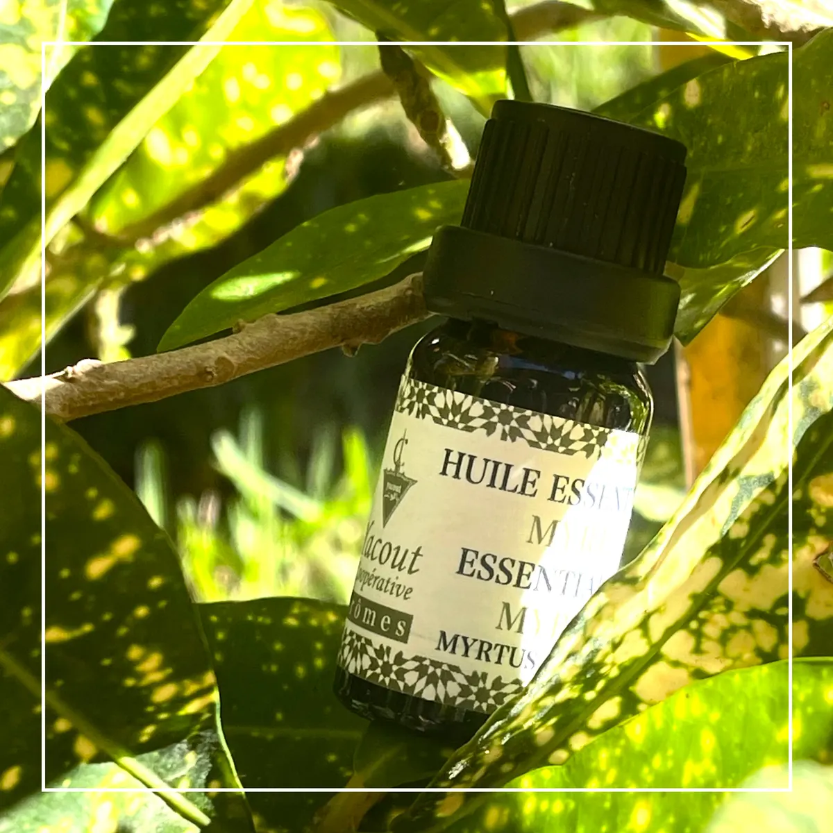 Myrtle Essential Oil
